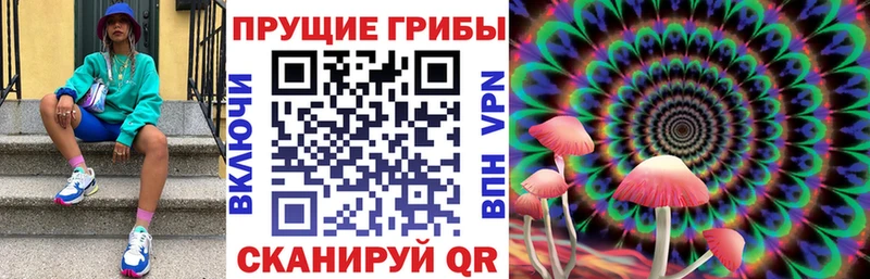где можно купить   Бежецк  Галлюциногенные грибы Psilocybine cubensis 